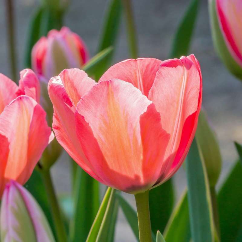 Tulipan 'Design Impression'